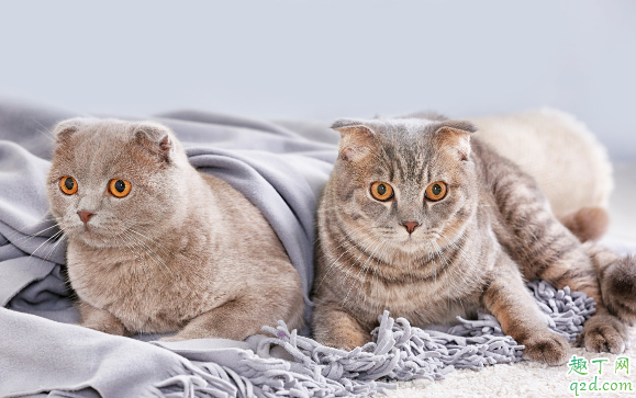 猫咪老呕吐正常吗 小猫呕吐怎么解决