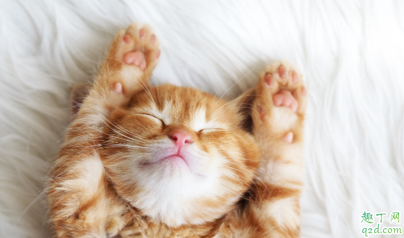 猫咪老呕吐正常吗 小猫呕吐怎么解决