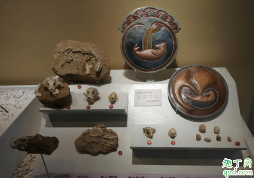 北京自然博物馆每天都开放吗 北京自然博物馆每天什么时候放票