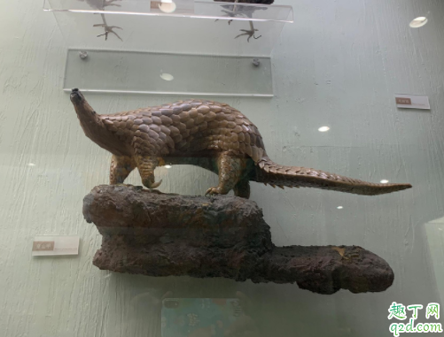 北京自然博物馆每天都开放吗 北京自然博物馆每天什么时候放票