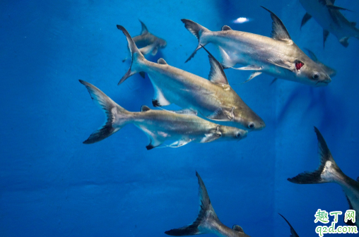 北京自然博物馆没有身份证能进吗 北京自然博物馆讲解多少钱