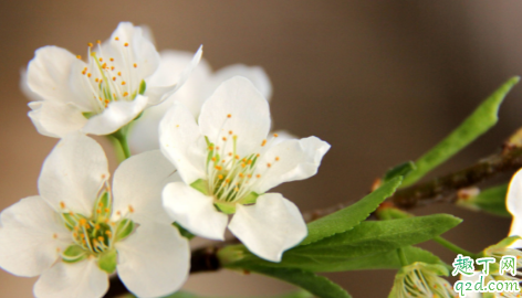 今年什么时候打春2020 打春是立春还是春分