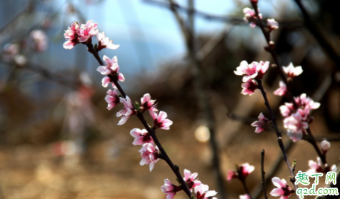 今年什么时候打春2020 打春是立春还是春分