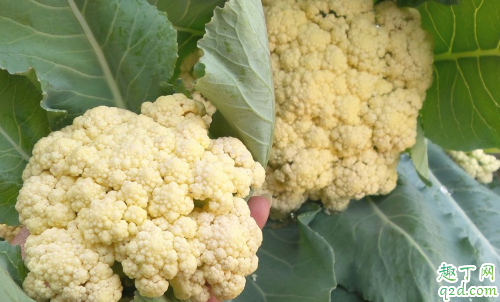 花菜黑斑病怎么防治效果好 如何预防花菜种植时的病害