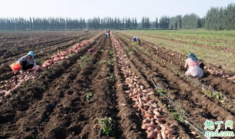 红薯收割前多久割腾 红薯藤收割后该怎么处理