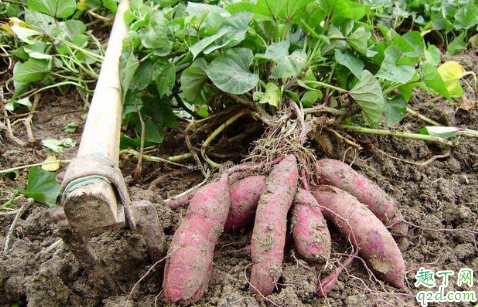 畸形红薯可以吃吗 如何避免种植畸形红薯