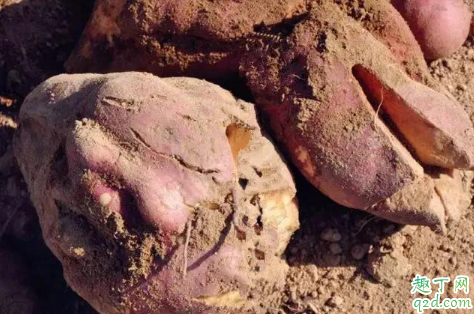 畸形红薯可以吃吗 如何避免种植畸形红薯