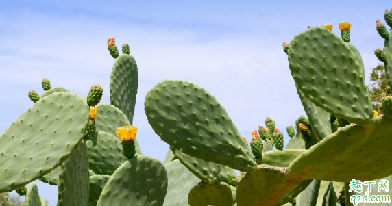 仙人掌可以食用吗 食用仙人掌对人体有何益处
