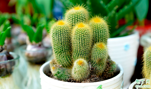 仙人掌类的植物好养活吗 养仙人掌的注意事项都有啥