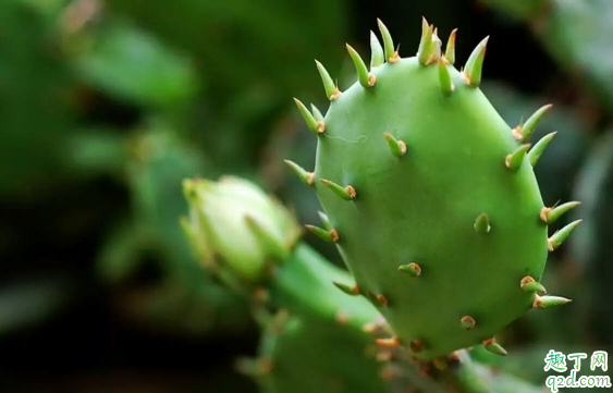 仙人掌冻季能插活吗 种的仙人掌啥时候开花