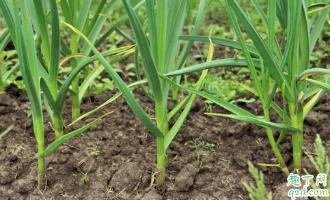 大蒜疯长如何预防 大蒜施肥后还要追肥吗
