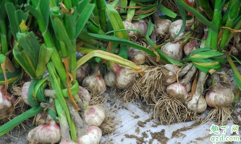 大蒜疯长如何预防 大蒜施肥后还要追肥吗