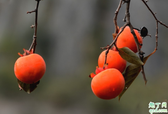 种的柿子不甜怎么办 什么土适合种柿子