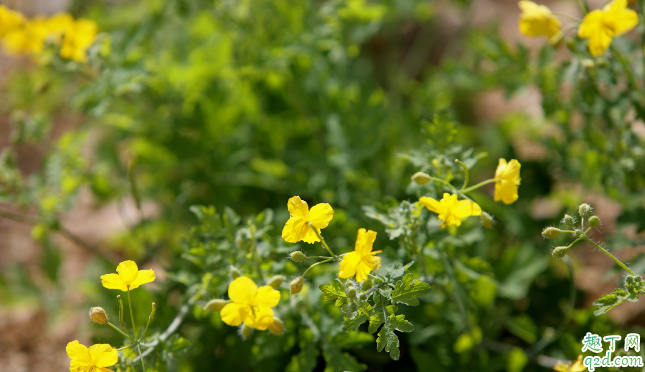 黄连烂根是怎么弄的 黄连烂根死苗怎么预防
