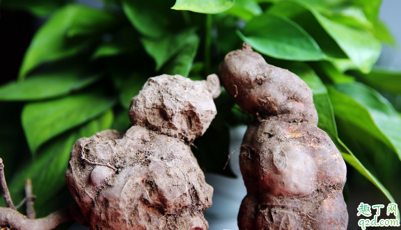 何首乌长藤不长叶是咋回事 何首乌只长藤不长叶怎么处理