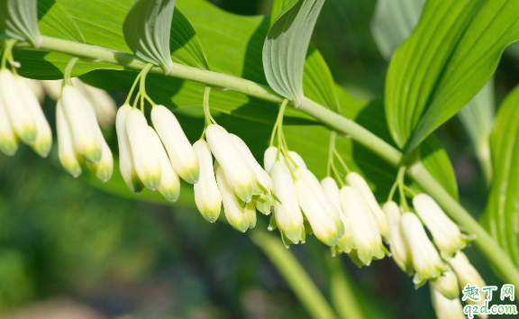 何首乌长藤不长叶是咋回事 何首乌只长藤不长叶怎么处理