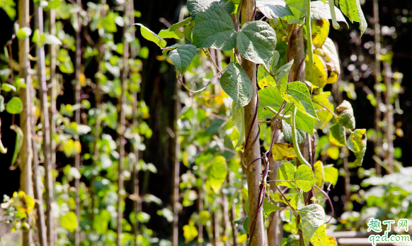秋芸豆何时能够种植 种植秋芸豆要注意什么