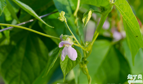 秋芸豆何时能够种植 种植秋芸豆要注意什么