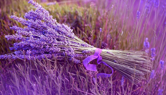 新疆哪里可以看薰衣草 什么时候去新疆看薰衣草花田好