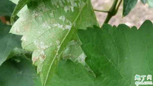 芸豆为啥会得白粉病 芸豆上的白粉病用什么药治疗
