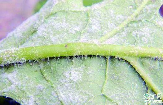 芸豆为啥会得白粉病 芸豆上的白粉病用什么药治疗