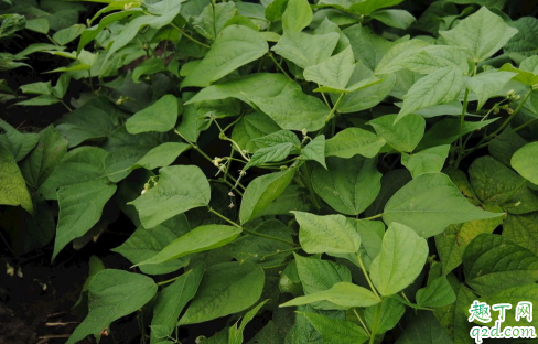 芸豆不开花叶子发黄是咋回事 芸豆不开花叶子发黄怎么解决