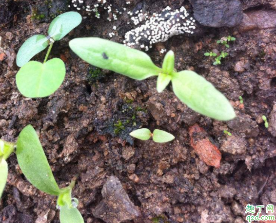 室内花盆土壤发霉了怎么办 花土发霉对人体有害吗