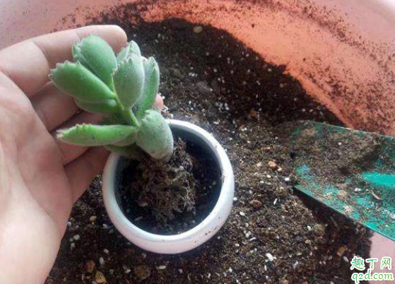 室内花盆土壤发霉了怎么办 花土发霉对人体有害吗