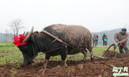 2021年立春是几九的第几天 2021年立春可以结婚嫁娶吗