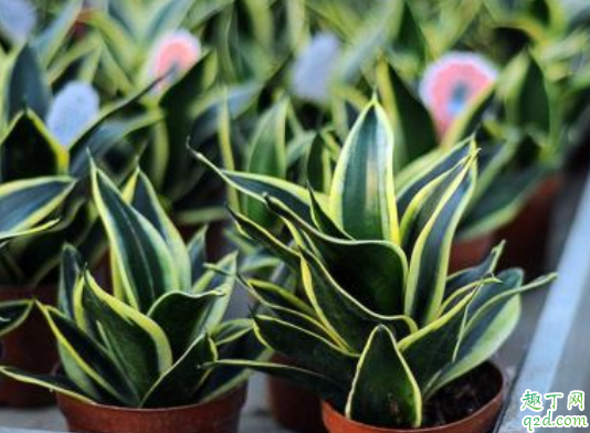 虎皮兰养殖用什么土 用什么可以给虎皮兰施肥