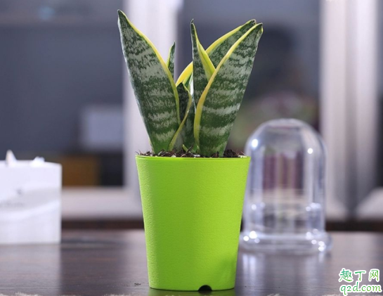 虎皮兰养殖用什么土 用什么可以给虎皮兰施肥