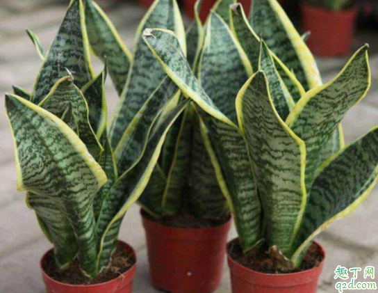 虎皮兰养殖用什么土 用什么可以给虎皮兰施肥