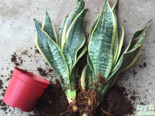 虎皮兰养殖用什么土 用什么可以给虎皮兰施肥