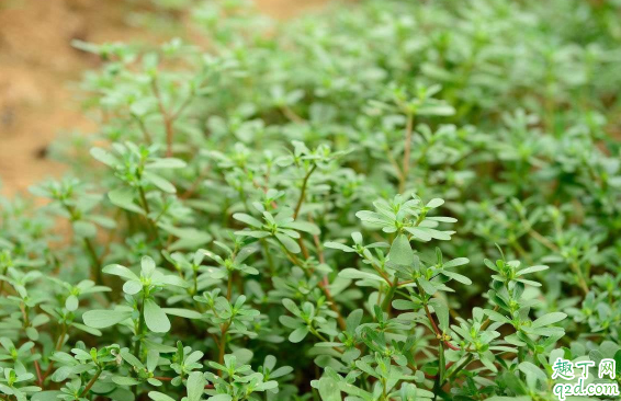 冬季种马齿苋能活吗 冬天怎么养马齿苋