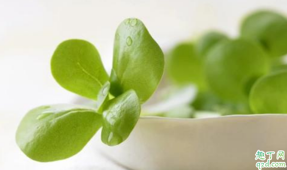 冬季种马齿苋能活吗 冬天怎么养马齿苋