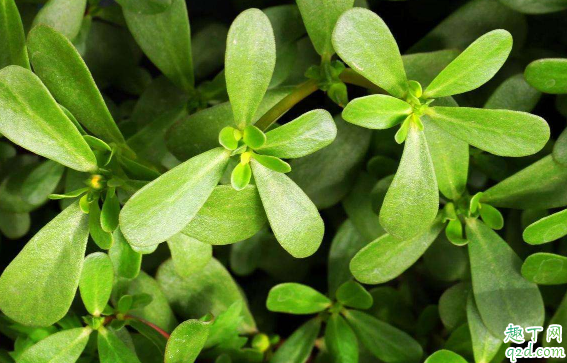 冬季种马齿苋能活吗 冬天怎么养马齿苋