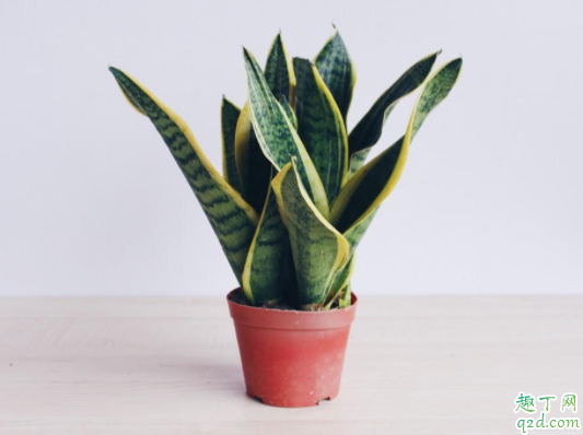 怎么让虎皮兰开花 虎皮兰花期多长时间