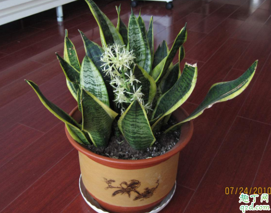 怎么让虎皮兰开花 虎皮兰花期多长时间