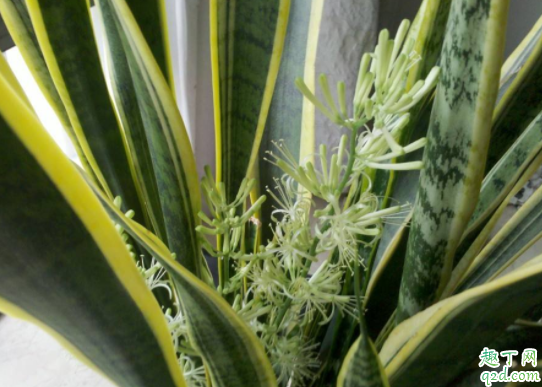 怎么让虎皮兰开花 虎皮兰花期多长时间