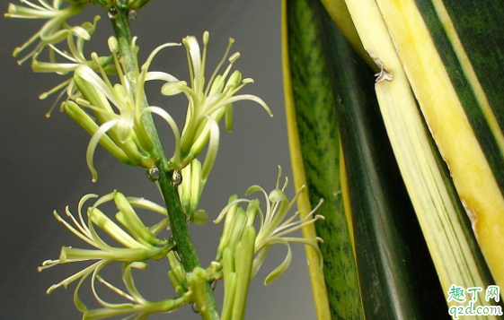 怎么让虎皮兰开花 虎皮兰花期多长时间