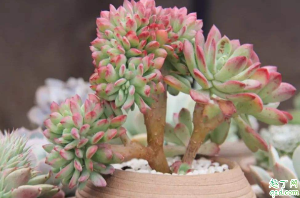 养多肉用什么盆好 第一次养多肉怎么养