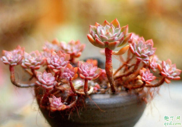 养多肉用什么盆好 第一次养多肉怎么养