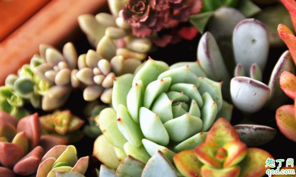 养多肉用什么盆好 第一次养多肉怎么养