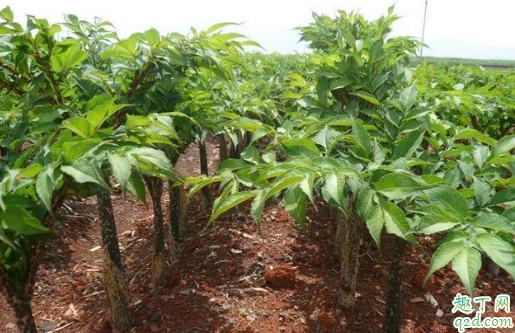 魔芋生长在什么地方 魔芋生长环境和温度