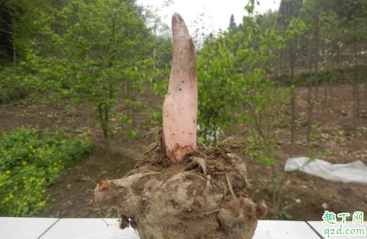 魔芋生长在什么地方 魔芋生长环境和温度