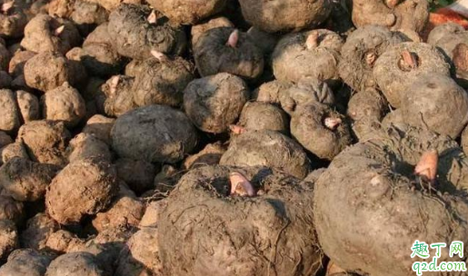 魔芋生长在什么地方 魔芋生长环境和温度