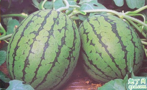 西瓜嫁接苗可以种植几年 西瓜嫁接育苗方法有哪些