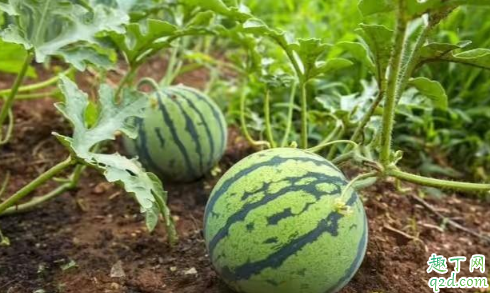 西瓜嫁接苗可以种植几年 西瓜嫁接育苗方法有哪些