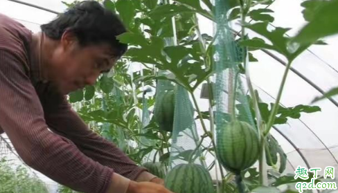 西瓜嫁接苗可以种植几年 西瓜嫁接育苗方法有哪些