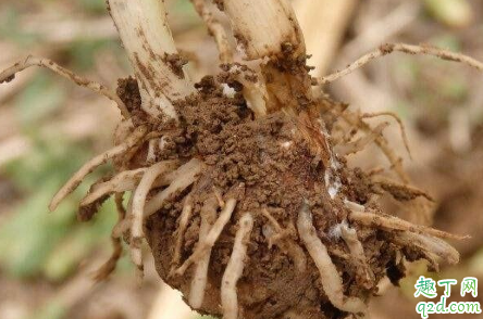 根腐病是真菌还是细菌 根腐病用什么治疗效果最好
